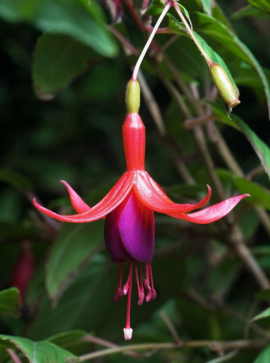 Fuchsia Newsletter